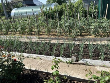 Необычные способы борьбы со слизнями: горчица и другие народные рецепты