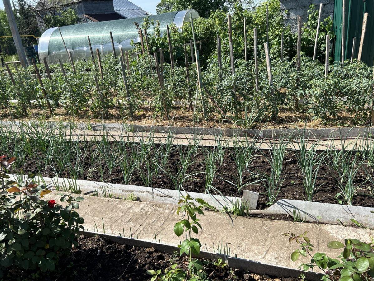 Необычные способы борьбы со слизнями: горчица и другие народные рецепты