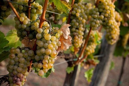 ��� � ��������� �������: �� �������� ������������ �� �������� �����������