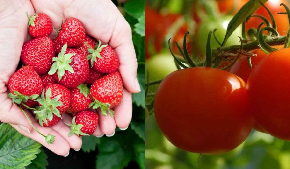 Что сажать после клубники: ловушки для неосторожных садоводов