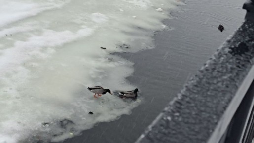 ������� - 3 �������, �������