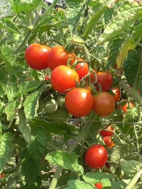 ������ �������� ���������� � �� ������� �� ������ �������