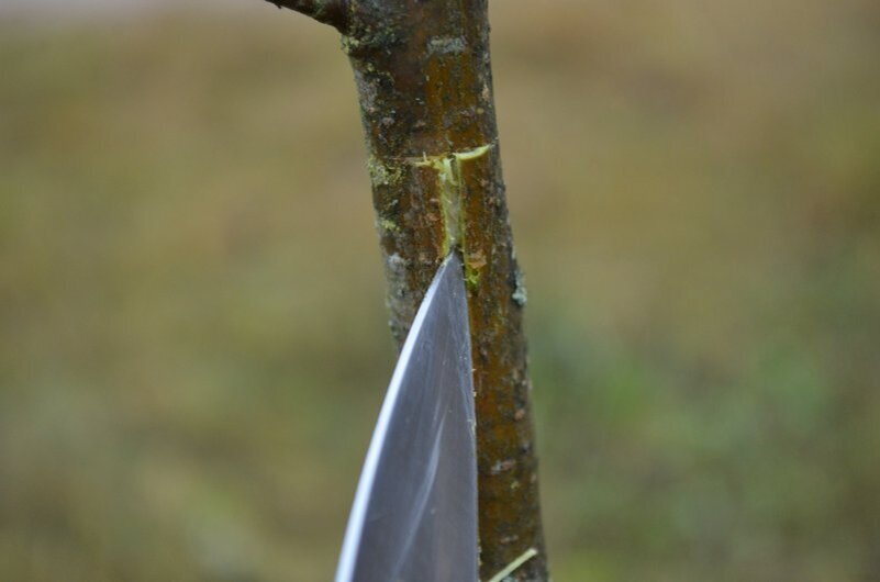 На одном дереве можно вырастить несколько сортов яблонь благодаря прививкам