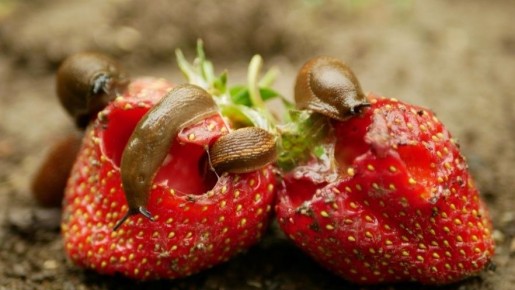 ��� �������� �������� �� �������: 5 ����������� �������� �������