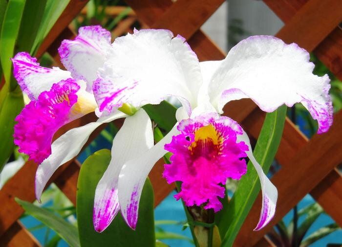 Очарование орхидей: три удивительных вида для вашего дома