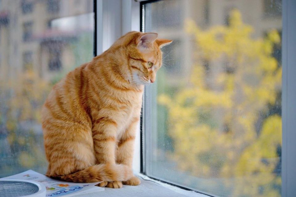 Как коты воспринимают своих хозяев: удивительные выводы исследователей