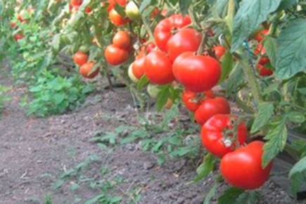 ����� ���������: ������� ��������� ����������� � �����