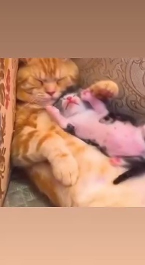 ������ ����, ���� ������� �� ���� �������� �� ����)