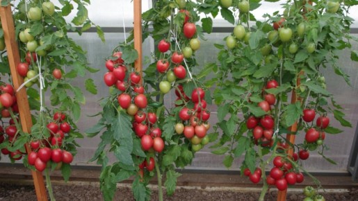 ����� ������������ ������� ��� ������: 6 ������ ������ � ������� �����