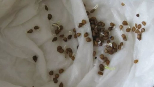 ��� ����������� ����� �� ������ ���� ���� ������������ 90% ��������� ��� �����