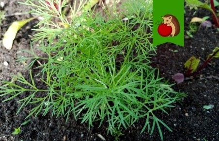 ������� ����� �� �������: ��� ������ ������ ��� ���������� ������