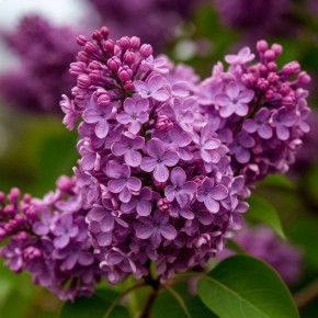 ����� ��������� ��������� � ������ � ������ ����� ������ ������� ��������