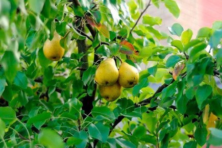 ����� ��������: ������� ����������� � ������������ ��� ������ ����