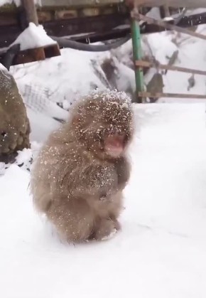 �������� � ���� �������� �������