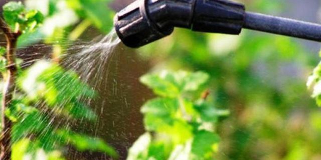 Защита садовых растений: эффективные меры перед осенью