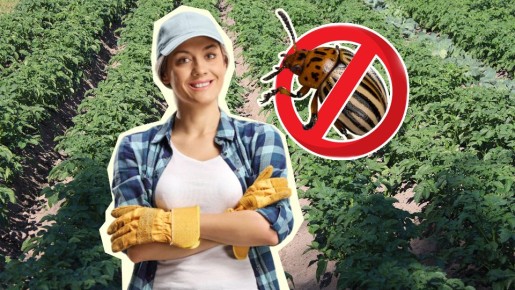 ��� �������� ������� �� ������� ���� ����������� �����: ��������� ��� ������