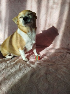 ������� - 9 �������, �����������