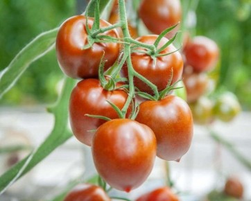 ����� ����: ��� ��������� ��������� �������� ��� ������ �������