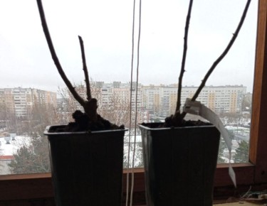 ��� ��������� ������ ������� ��� �� �������� �������