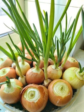 ��� ��������� ������ ��� � ������ ����: ������� �������� ������� �� �����������