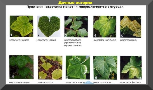 ������ ���� ������ �� ������: �������� ������ �� �������� � �������