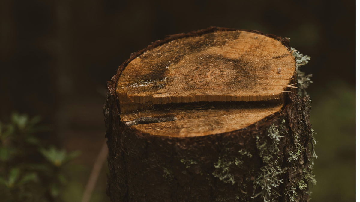 Пенсионеры осуждены за вырубку дерева на своем участке