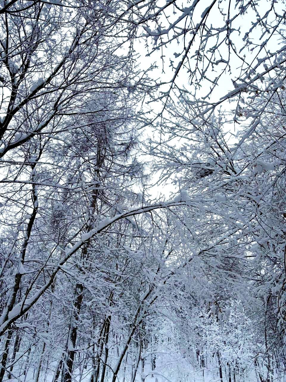 Зима в Саратове Зима в Саратове