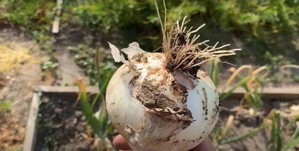 ���� ����: ����������� ����������� � �������� ������ ��� ���������