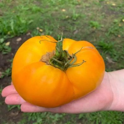 Томат сибирский гигант желтый: сладкие плоды для настоящих гурманов