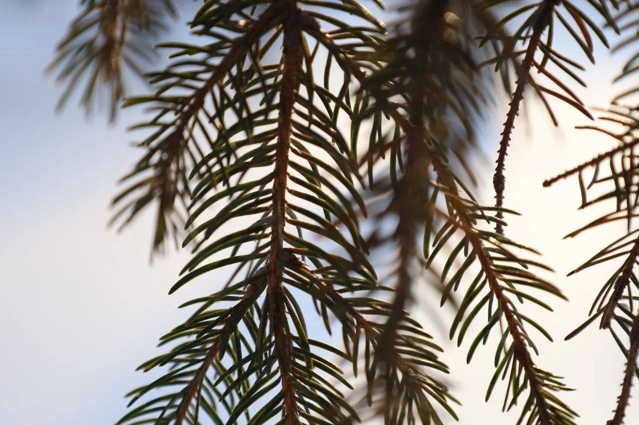 Саратов зимой — строгий, морозный и по-своему очень уютный Саратов зимой — строгий, морозный и по-своему очень уютный