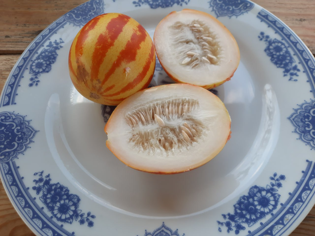 Вьетнамские дыньки: сладкие тропики на вашем огороде