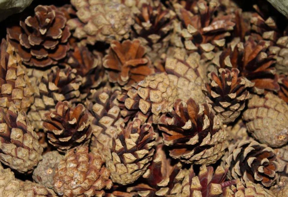 � ����������� ������� ���������� ����� 13 ���� ����� ������ �������� � 28 ���� �����