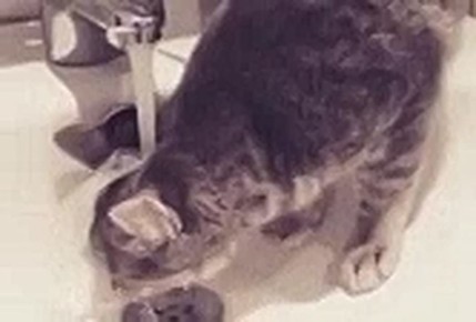 ������ ���������� ������ �� ���� �������� ��� ����