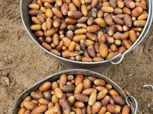 � ����������� ������� ���������� 13 ���� ����� ������ �������� � 28 ���� �����