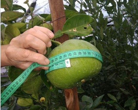 В Узбекистане появился первый местный сорт грейпфрута