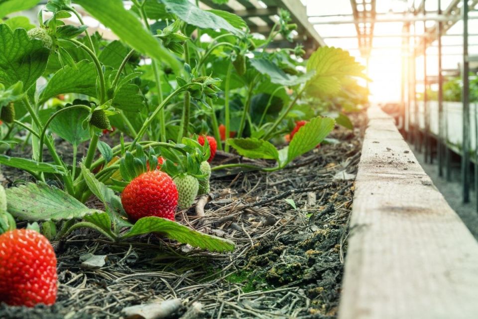 ��� ��������� ���������� �������� ������ ��� �������� ������