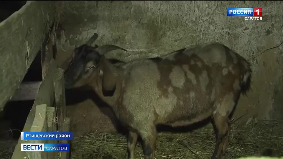 Миниферма по соцконтракту. Напомним, комплексная мера поддержки действует в Саратовской области с 2020 года