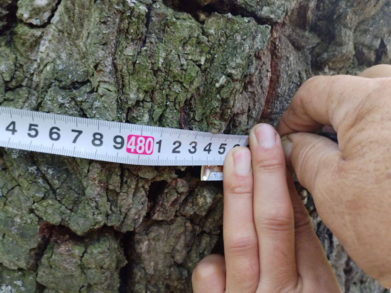 Саратовский 380-летний дуб включили в национальный реестр старовозрастных деревьев России Саратовский 380-летний дуб включили в национальный реестр старовозрастных деревьев России