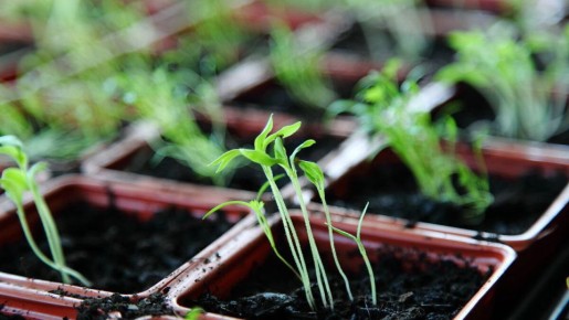 ������ � ����������: ��� ������� ������ �� �������