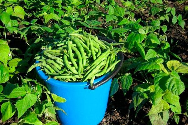 Фасоль Сакса без волокна: идеальный выбор для вашего огорода