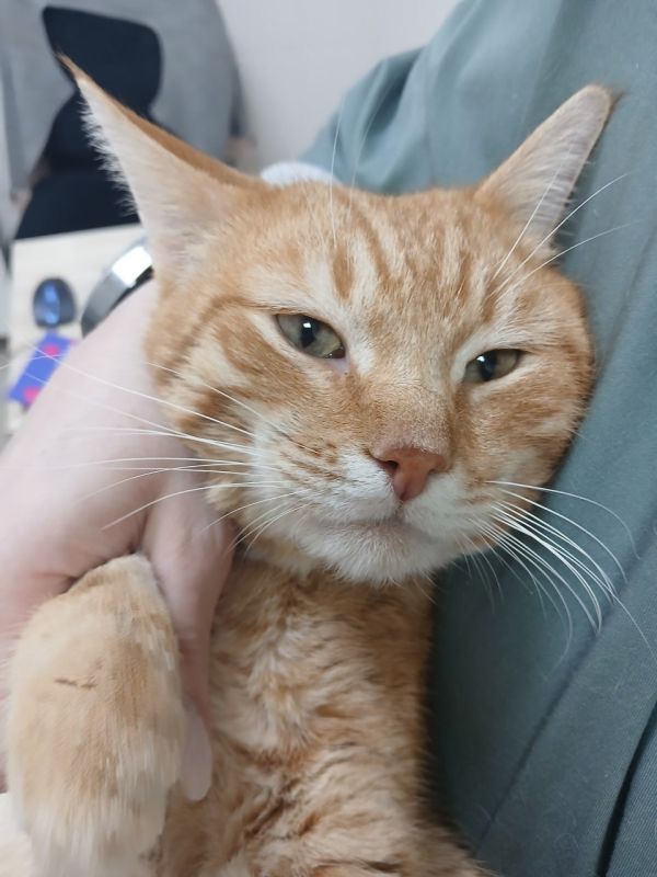 Нашли в сугробе: саратовские волонтеры ищут дом для рыжего кота