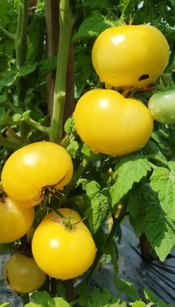 Томат Цитрон компактный: секреты успешного выращивания ярких миниатюрных кустов