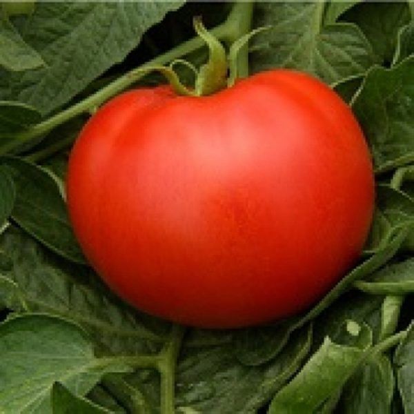 Сладкие томаты Сунгари: ваш секрет раннего урожая и неповторимого вкуса