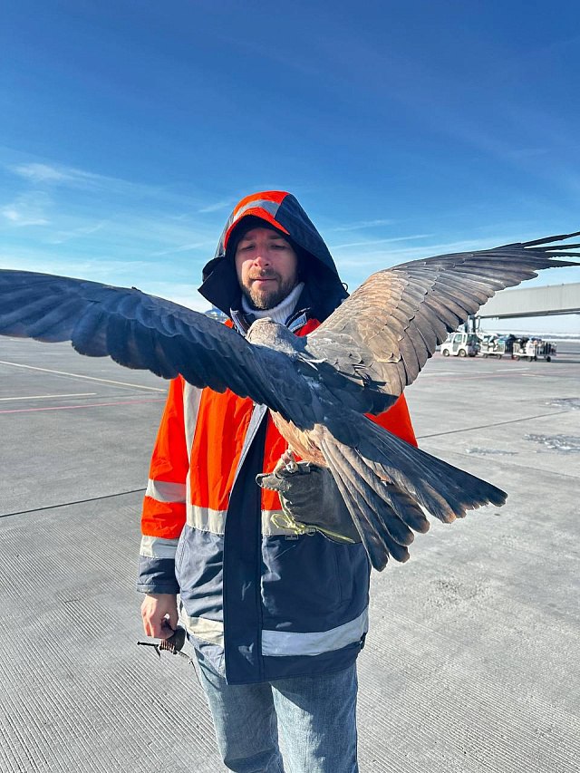 В аэропорту Саратова работают коршун и два ястреба