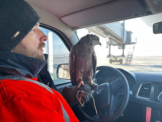 В аэропорту Саратова работают коршун и два ястреба В аэропорту Саратова работают коршун и два ястреба