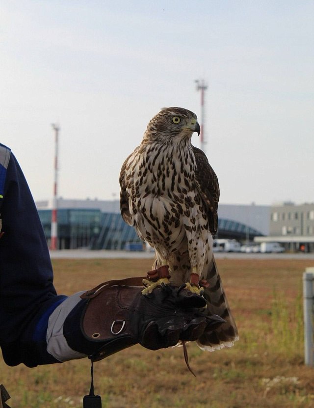 В аэропорту Саратова работают коршун и два ястреба В аэропорту Саратова работают коршун и два ястреба
