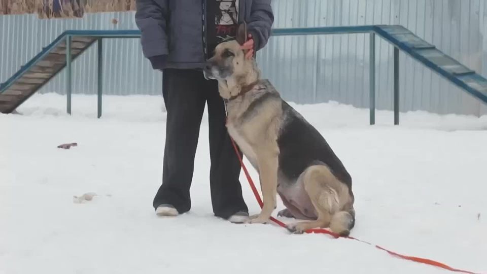 Сможете отличить собаку из приюта с первого взгляда?