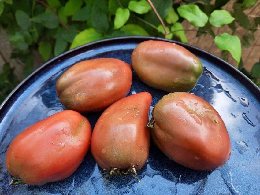 Томат Гном Альмандин: ваш новый любимый сорт для балкона с потрясающим урожаем