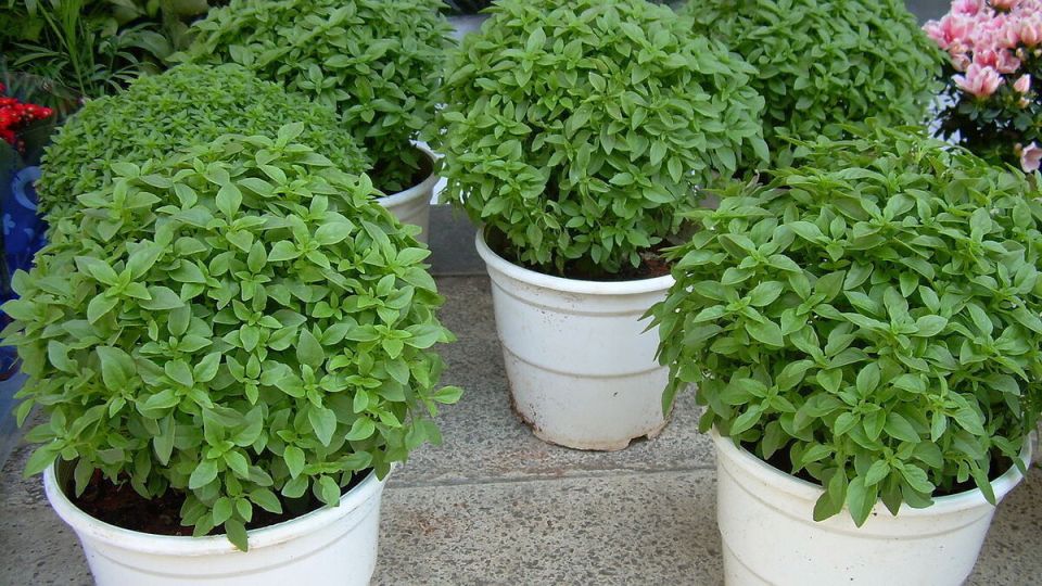 Как правильно посеять базилик для удачного урожая