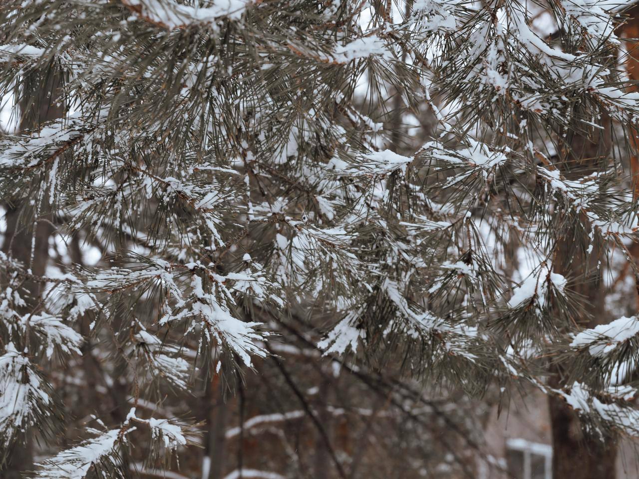 Февраль шепчет нам о марте Февраль шепчет нам о марте